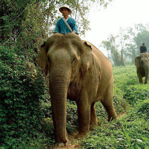 Elephant driving in Thailand