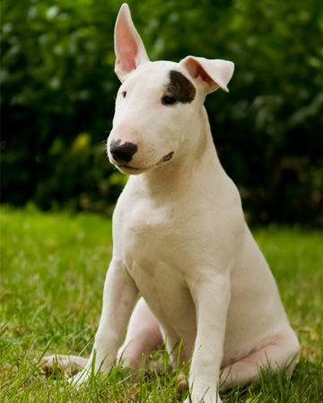 bull terrier
