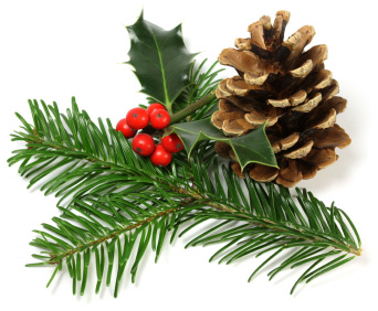 pinecones