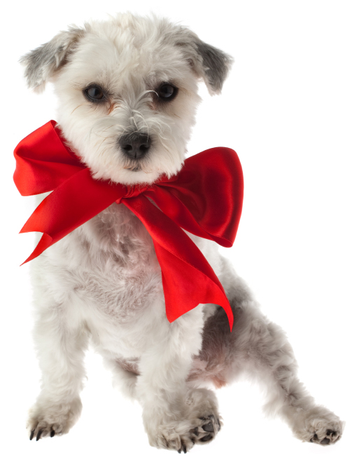 puppy with ribbon
