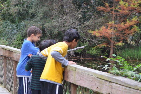 Native Louisiana birds and plants nature trail at Audubon State Park