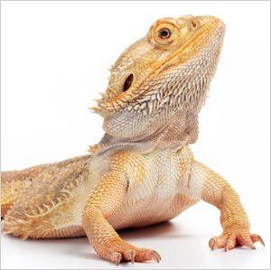 Bearded dragon