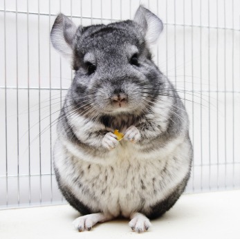 Chinchilla