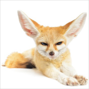 Fennec fox