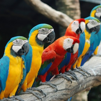 Macaw