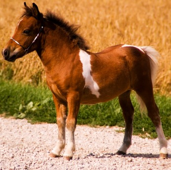 Pony