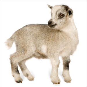 Pygmy goat