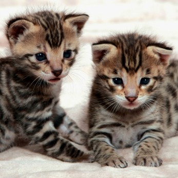 Savannah cat