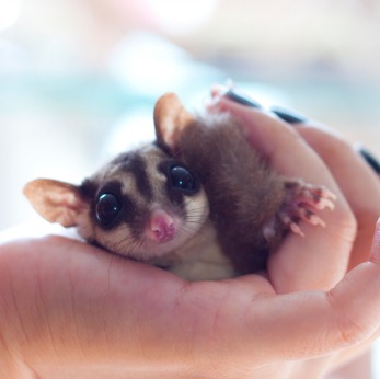 sugar glider