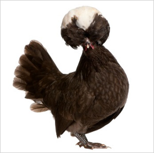 Urban chicken