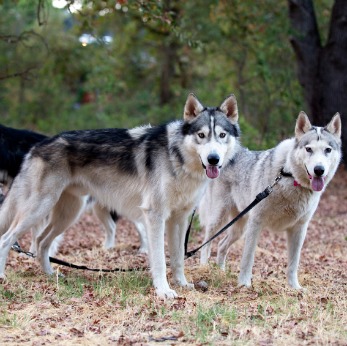 Wolf Dog