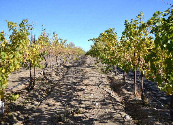 Winery