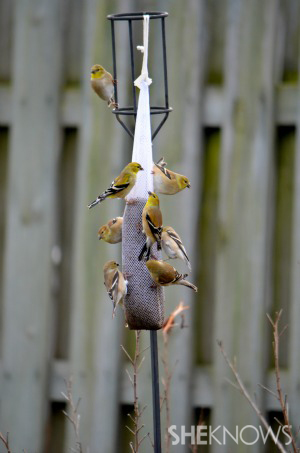  American Goldfinch - Migrated to the south for the winter