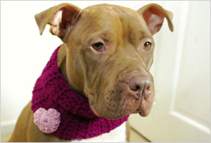 Dog cowl