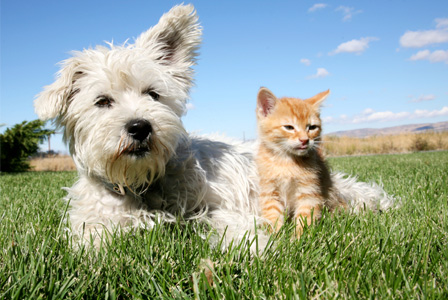 Dog and cat outside