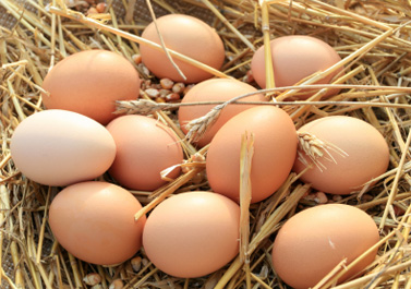 Farm fresh eggs