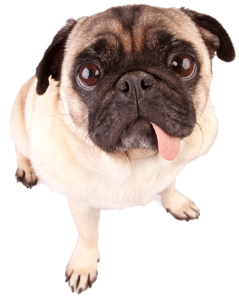 Small Dogs That Tolerate Being Alone Small Dogs That Tolerate Being Alone