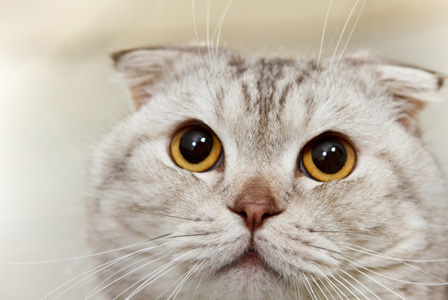 Hungry cat