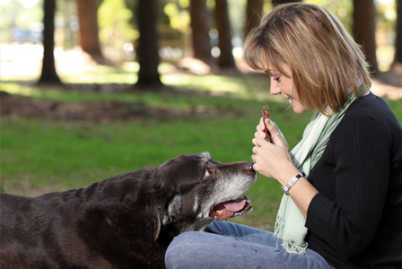 Senior dog eating treat