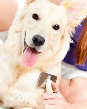 Woman brushing dog