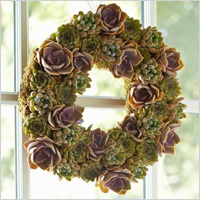 Live succulent wreath 