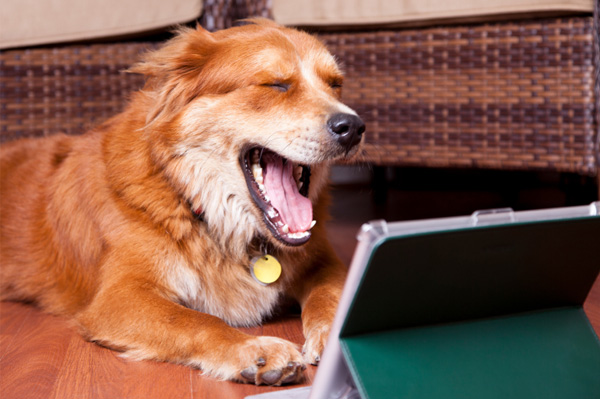Dog on iPad