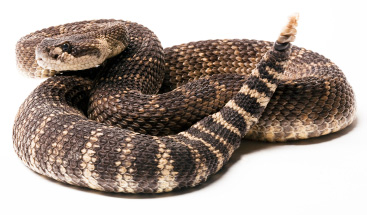 Rattlesnake