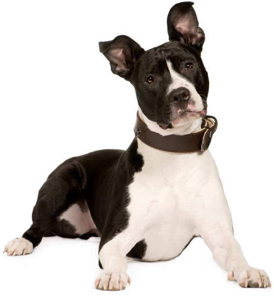 Suprised dog