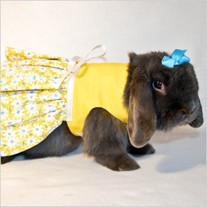 yellow daisy rabbit dress