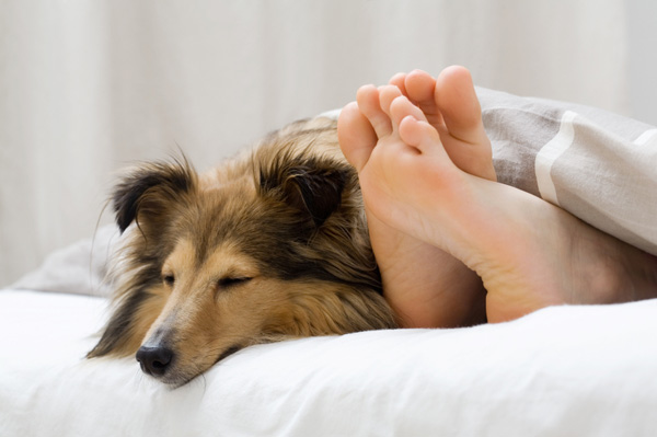 http://cdn.sheknows.com/articles/2013/02/woman-sleeping-in-bed-with-dog.jpg