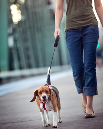 Woman walking beagle