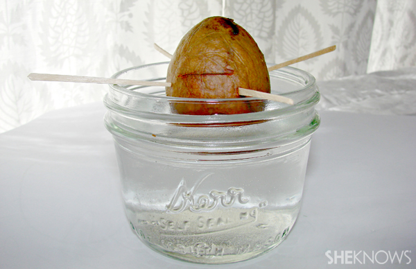 Avocado pit science experiment