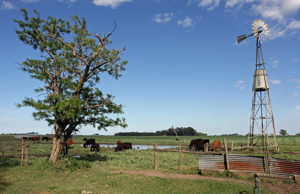 Buenos Aires, Argentina -- Cattles in the pampas