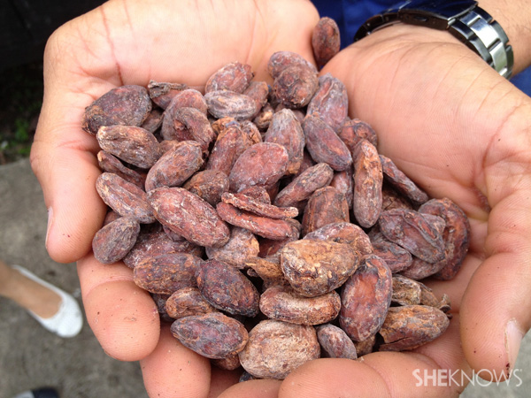 Dried cacao