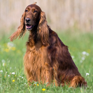 Irish Setter