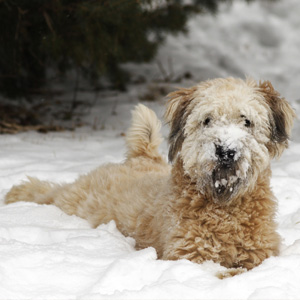 Soft Coated Wheaten Terrier