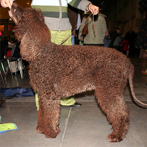 Irish Water Spaniel