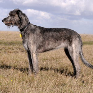 Irish Wolfhound