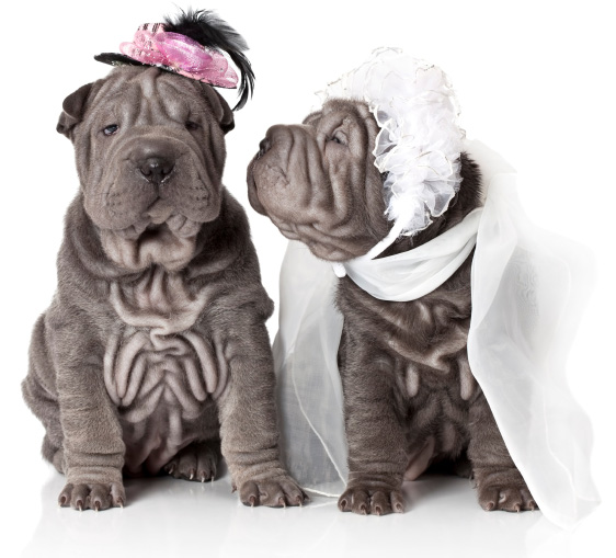 Planning a pet wedding planning a pet wedding