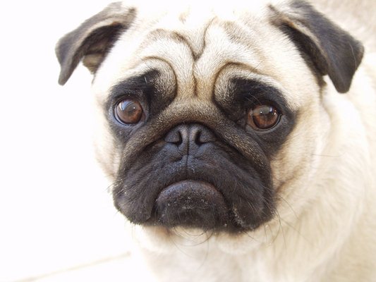 Beautiful-Pug-pugs.jpg