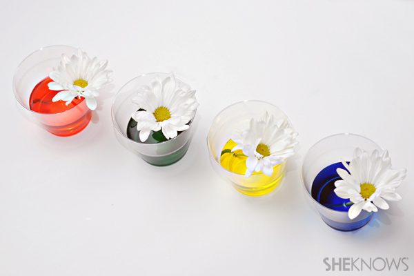 Mother's day gift - Colored daisies