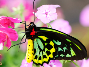 Butterflies on Earth Day