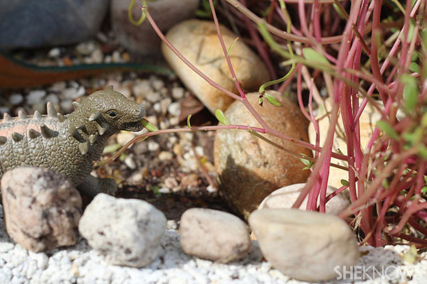 Dinosaur garden