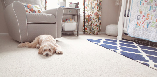 dog in nursery