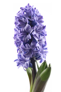 hyacinth