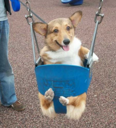 The world's cutest Welsh corgis on the web