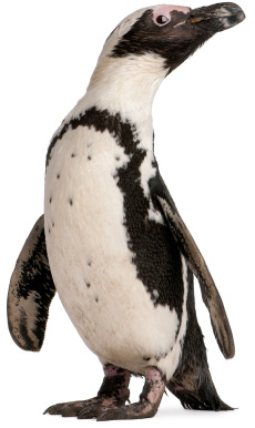 Penguin
