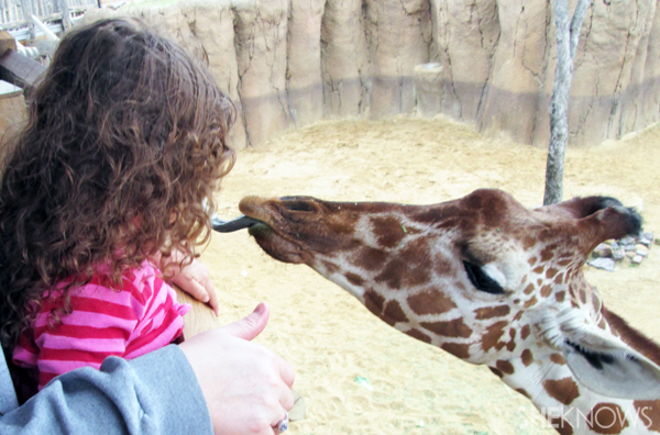 Feeding the giraffe at the Dallas Zoo