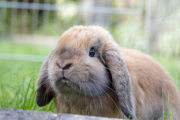 Bunny in outdoor enclosure
