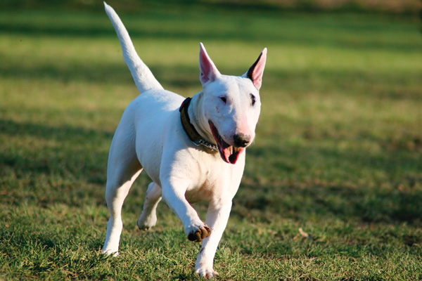 bull terrier